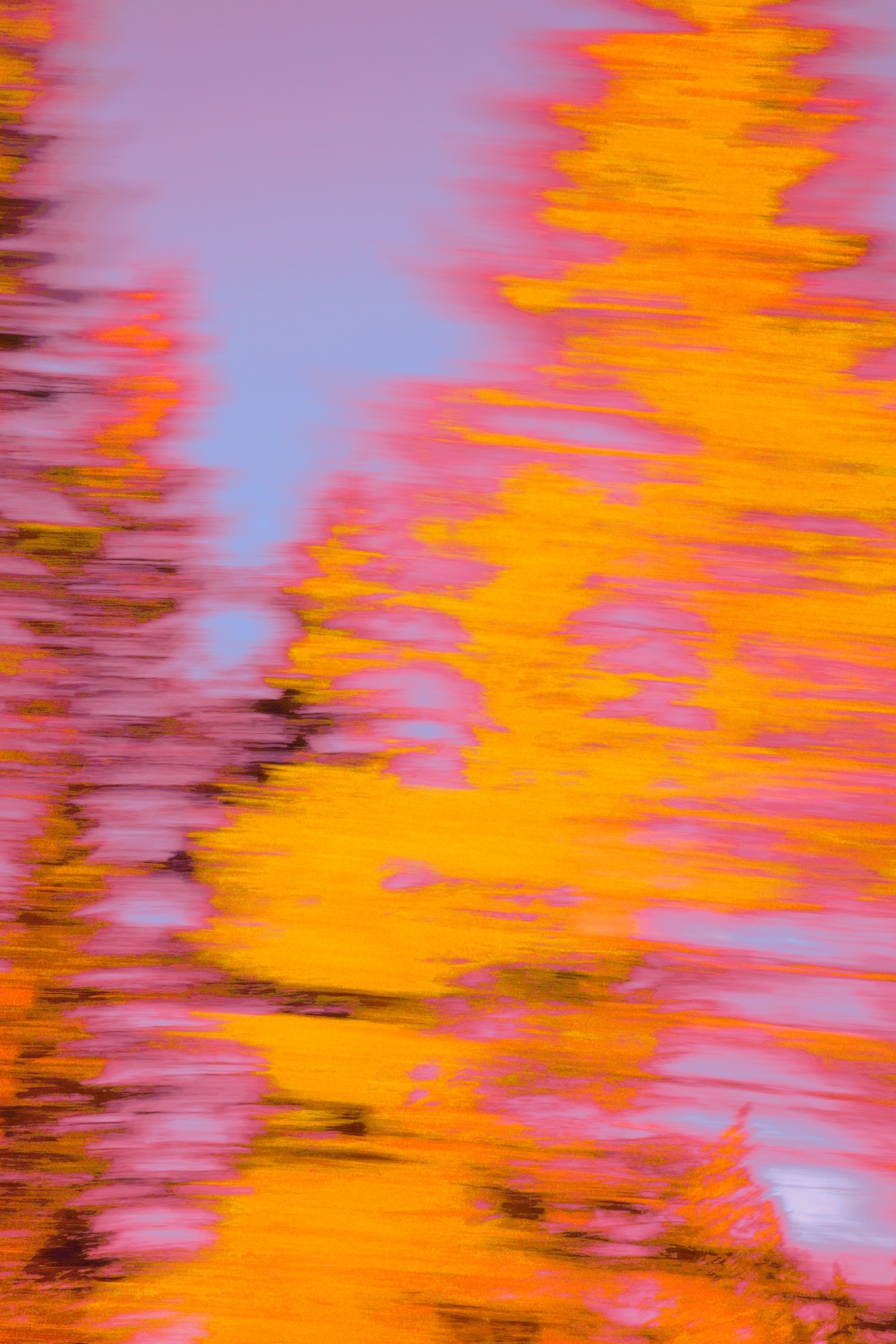 arbres défilants II